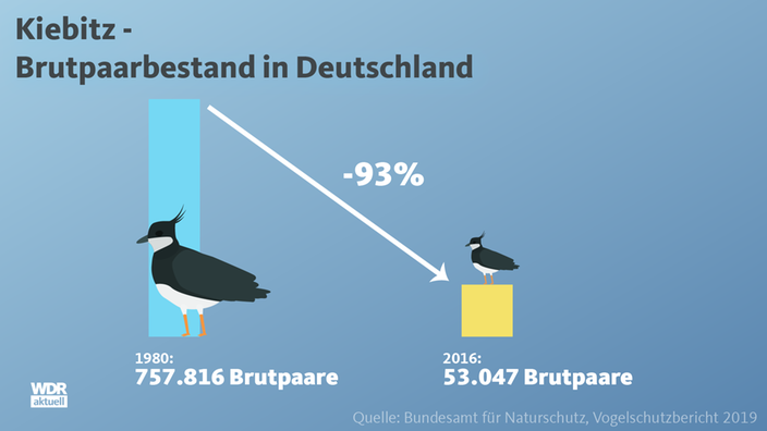 Kiebtiz - Brutpaarbestand in Deutschland